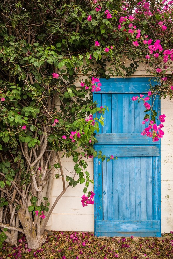 Canary Islands-Fuerteventura Island-La Oliva-blue door of garden shed art print by Walter Bibikow for $57.95 CAD